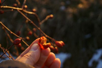 Close-up of hand holding berries on tree