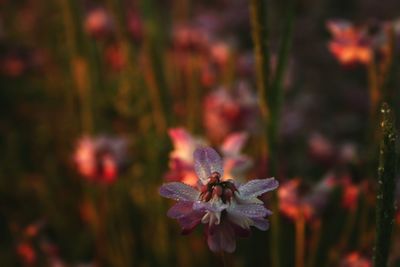 Close-up of butterfly pollinating on pink flowering plant