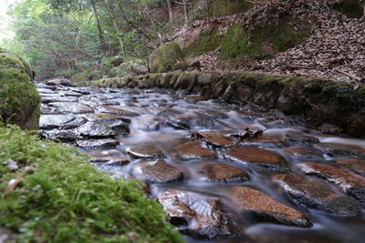 Scenic view of river flowing in forest