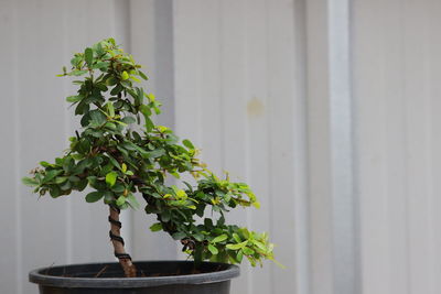 Close-up of potted plant against wall