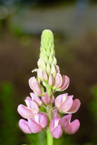 Close-up of pink flowers