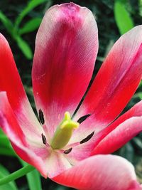 Close-up of pink flower