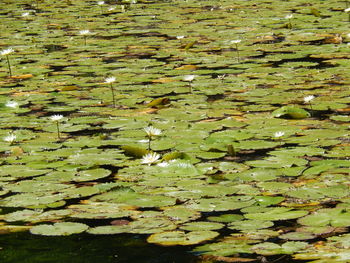 Full frame shot of lotus water lily in lake