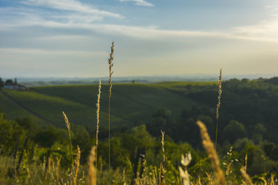 Scenic view of agricultural field against sky