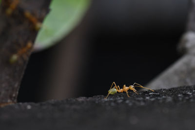 Close-up of insect