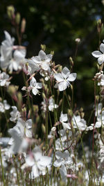 Close-up of white flowering plants