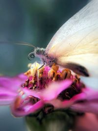 Close-up of butterfly pollinating on purple flower