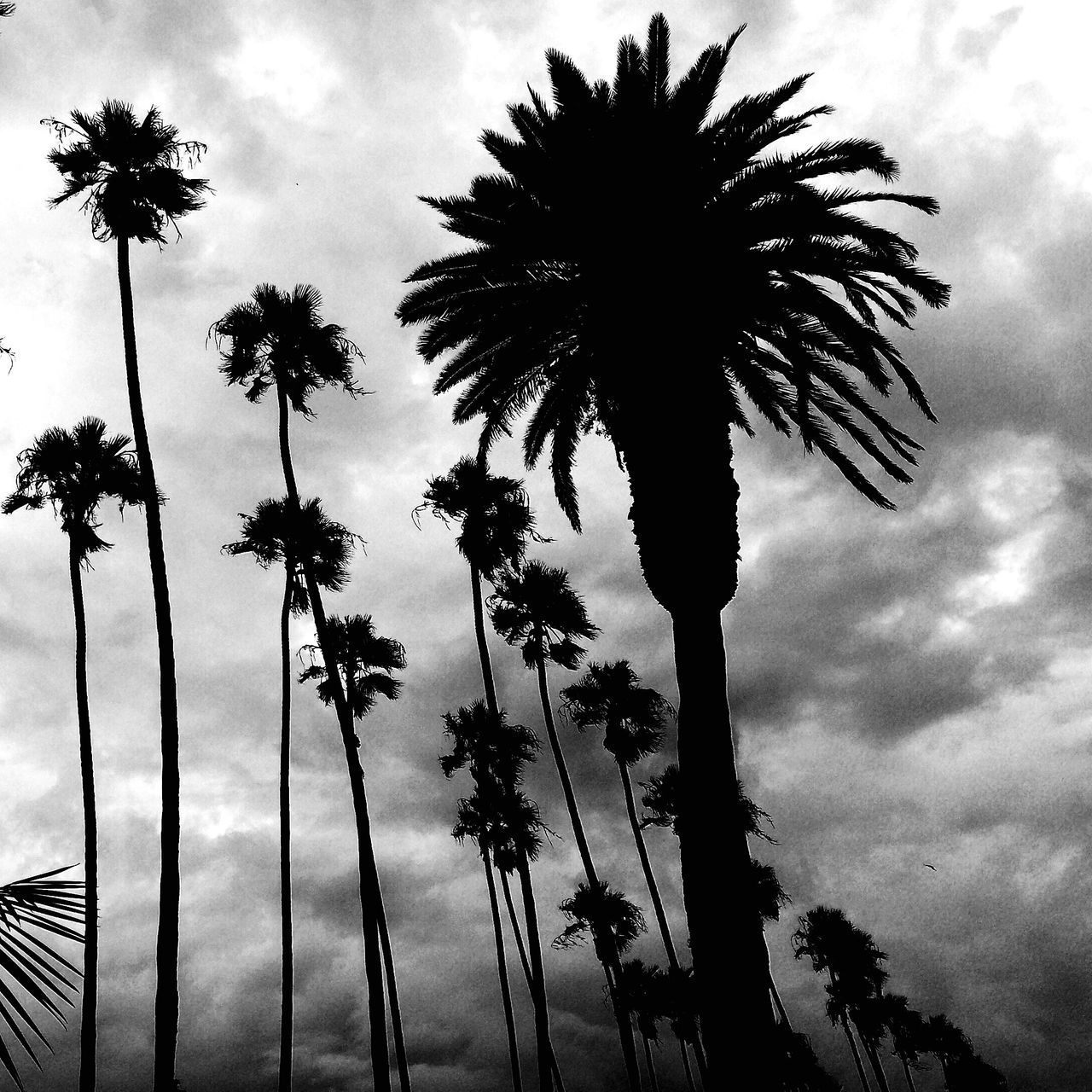 palm tree, sky, low angle view, cloud - sky, tree, silhouette, tree trunk, nature, growth, tall - high, cloudy, coconut palm tree, beauty in nature, palm leaf, tranquility, cloud, palm frond, scenics, tranquil scene, outdoors