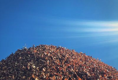 Low angle view of plants against blue sky