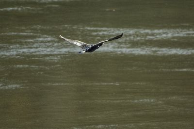 Seagull flying over sea