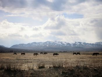 Horses grazing in field against mountains