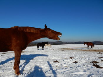 Horses on field against clear sky