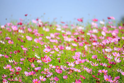 Close-up of purple flowering plants on field