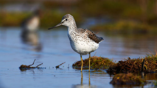 Wood sandpiper  standing in a pool