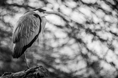 bird