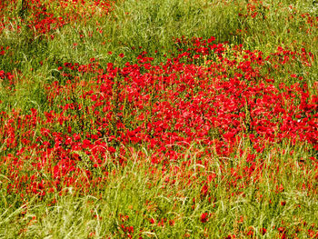 Red poppy flowers on field