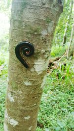 Close-up of insect on tree trunk in forest