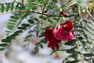 Close-up of red rose