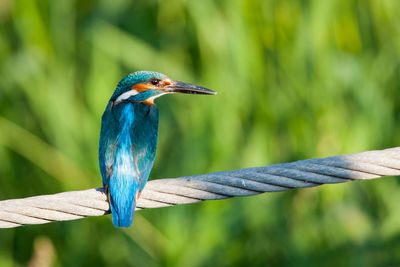 Close-up of bird perching on branch