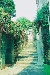 Plants growing by walkway