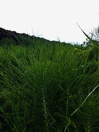 Crops growing on field against clear sky