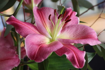 Close-up of pink lilies