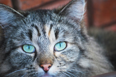 Close-up portrait of a cat