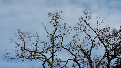 Low angle view of bare trees against sky