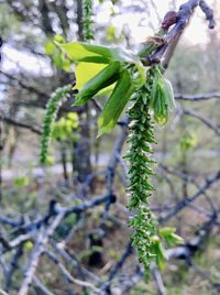 Close-up of plant against tree