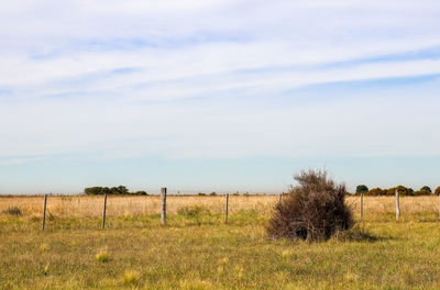 Scenic view of field against sky