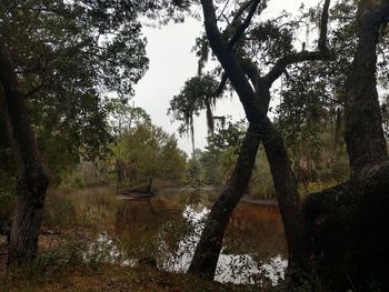 Trees growing in forest against sky