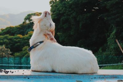 White goat looking away