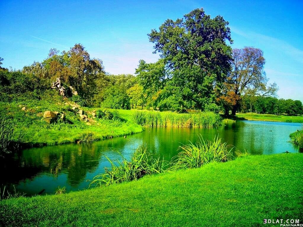 tree, water, tranquility, tranquil scene, green color, reflection, grass, lake, beauty in nature, scenics, nature, growth, clear sky, blue, green, sky, idyllic, sunlight, day, no people