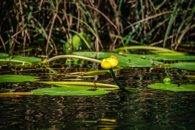 Close-up of lotus water lily in pond
