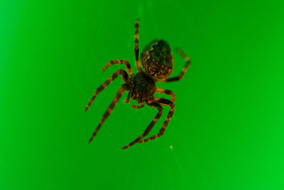 Close-up of spider