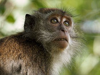 Close-up of a monkey looking away