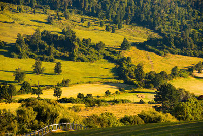 High angle view of trees on field