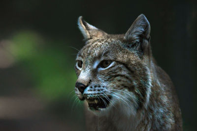 Close-up of a cat looking away