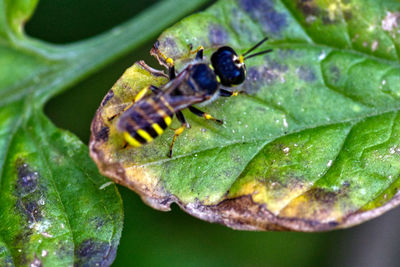 Close-up of insect on leaf