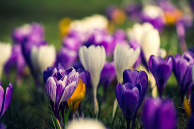 Close-up of crocus blooming on field