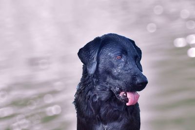 Close-up of dog