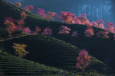 High angle view of trees on field during autumn