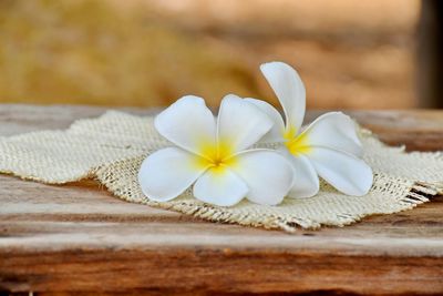 Close-up of flower on white background