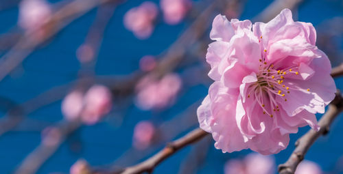 Close-up of pink cherry blossom