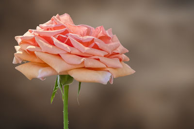 Rose for holidays on bokeh background