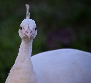 Close-up portrait of bird perching outdoors