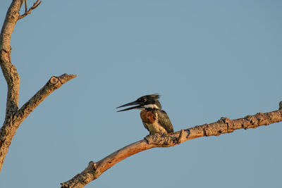 Low angle view of bird perching on branch against sky