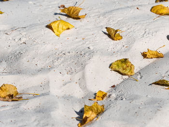 Lonely scorched dry leaves on the ocean beach. fallen autumn leaves on the sand. natural background