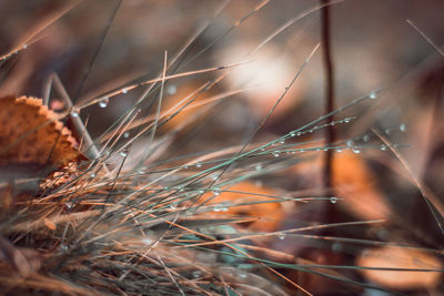 Close-up of plants on field