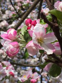 Close-up of pink flowers blooming on tree